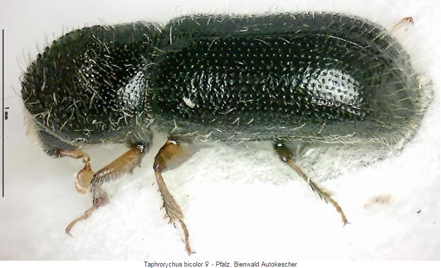 taphrorychus_bicolor_sa.jpg