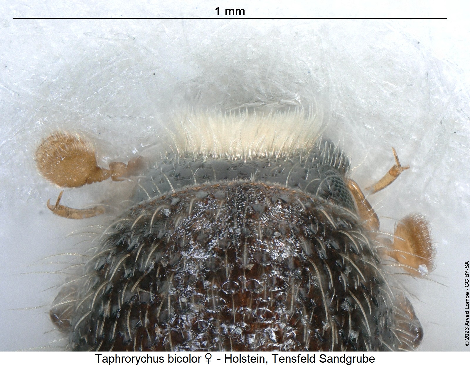 taphrorychus_bicolor_w_k1.jpg