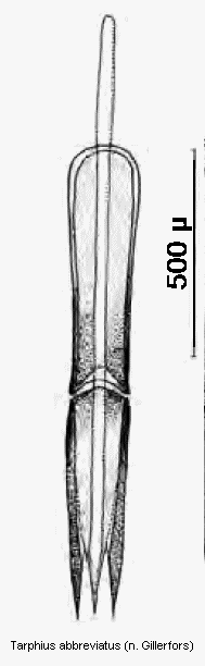 tarphius_abbreviatus.gif