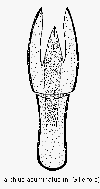 tarphius_acuminatus.gif