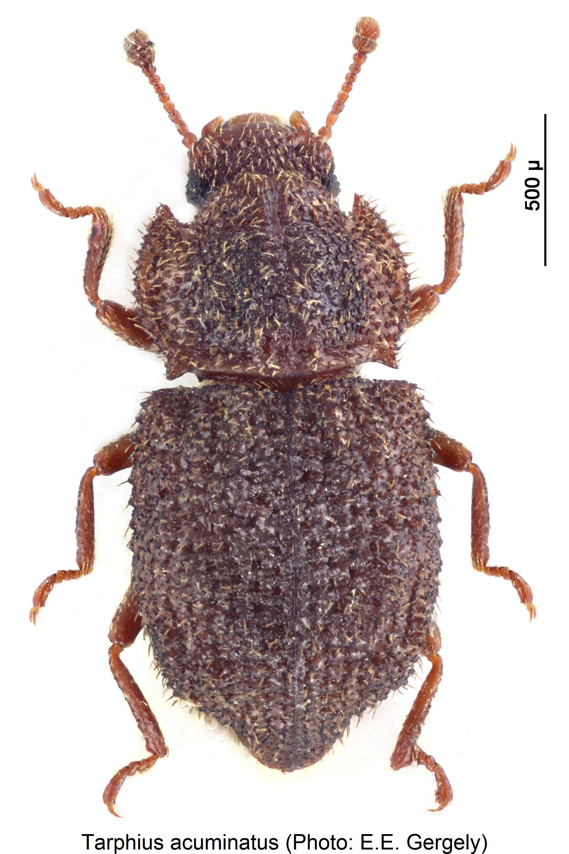 tarphius_acuminatus_hab.jpg