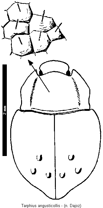 tarphius_angusticollis_hab.gif