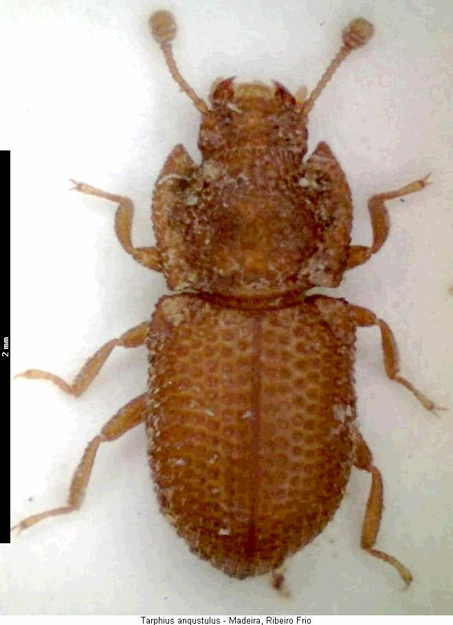 tarphius_angustulus_hab.jpg
