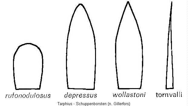 tarphius_azoren_schuppen_.jpg