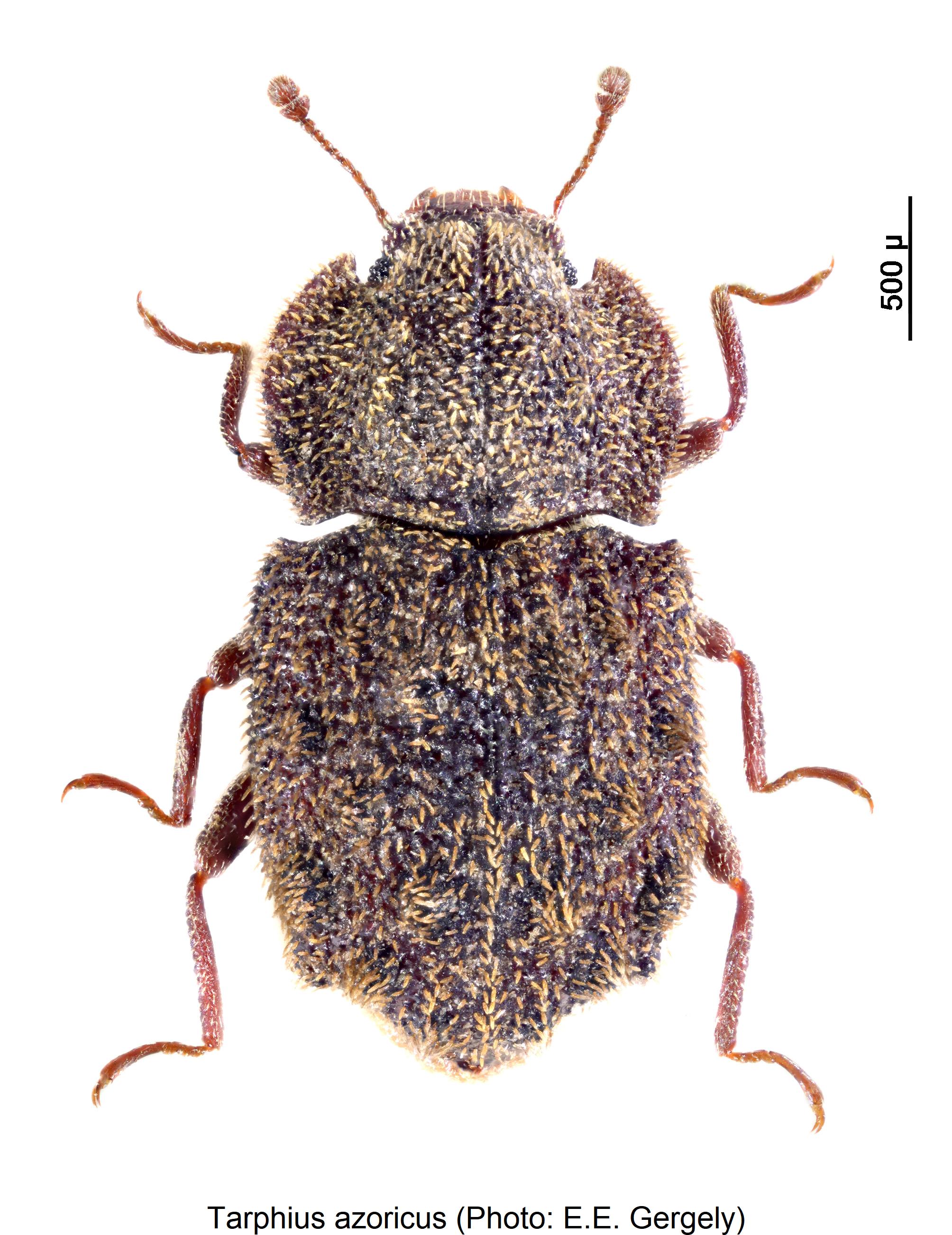 tarphius_azoricus_hab.jpg