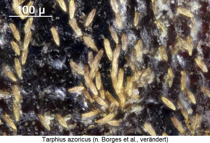 tarphius_azoricus_int.jpg