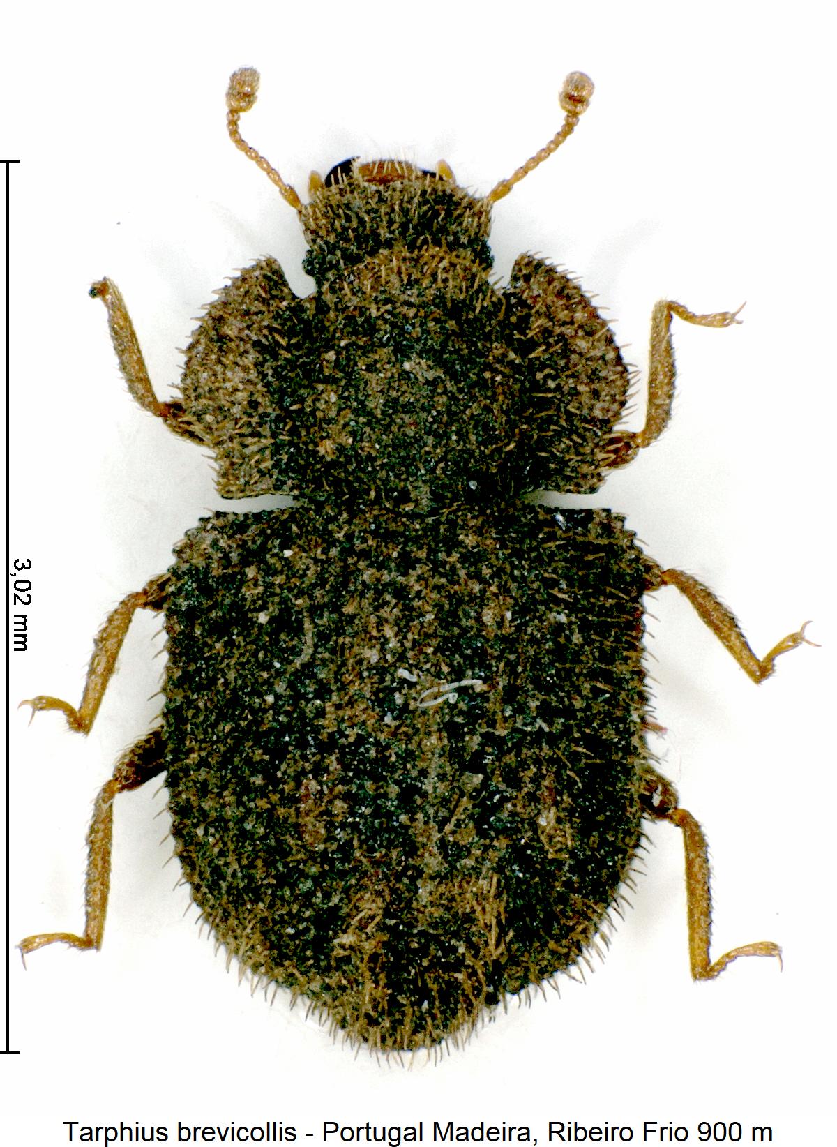 tarphius_brevicollis_hab2.jpg