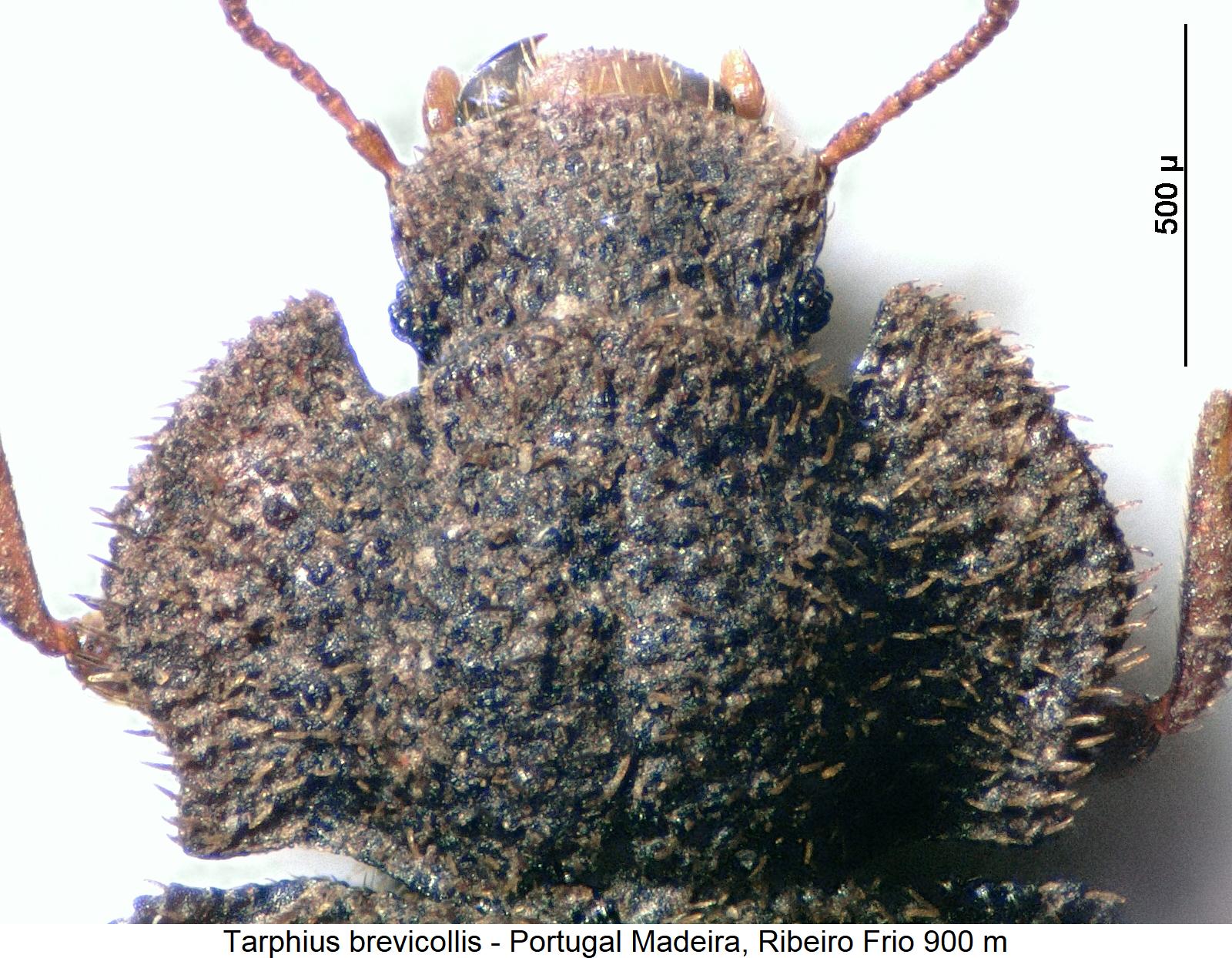 tarphius_brevicollis_hsch.jpg