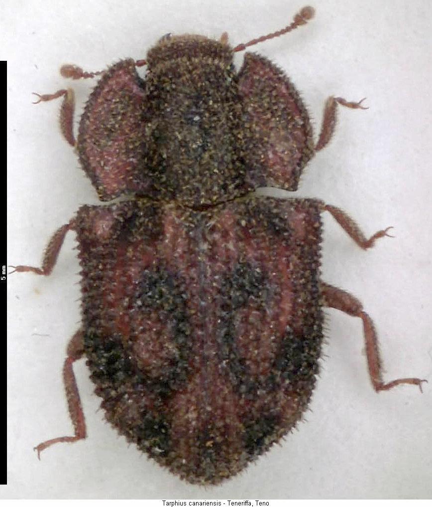 tarphius_canariensis_hab.jpg