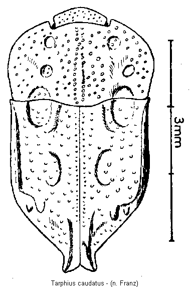 tarphius_caudatus_hab.gif