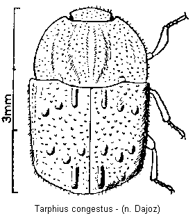 tarphius_congestus_hab.gif