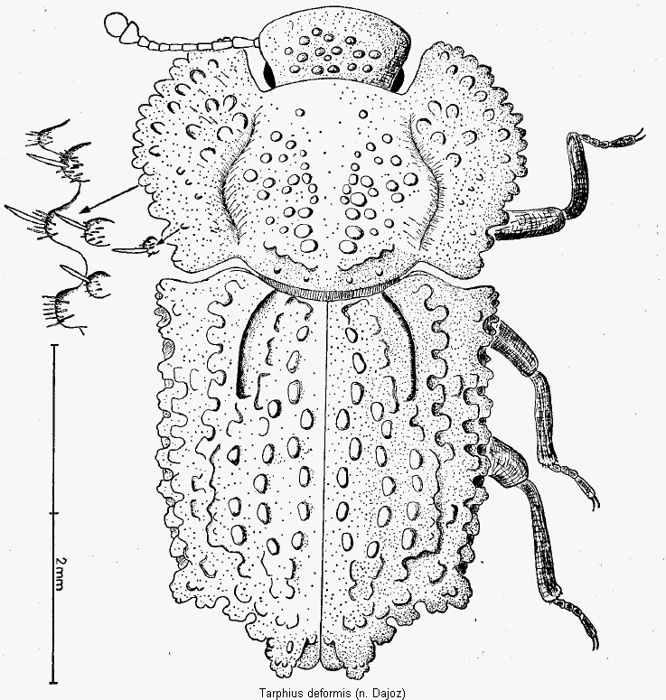 tarphius_deformis_hab.gif