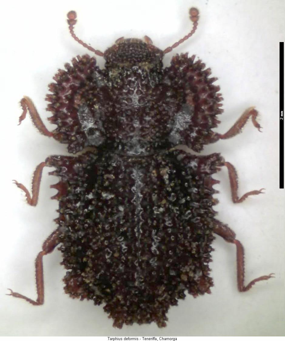 tarphius_deformis_hab_.jpg