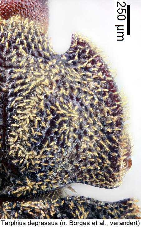 tarphius_depressus_hsch.jpg