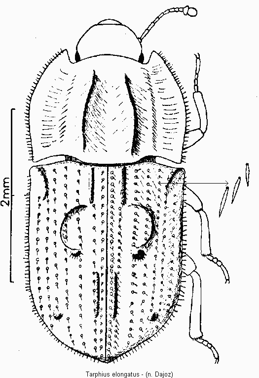 tarphius_elongatus_hab.gif