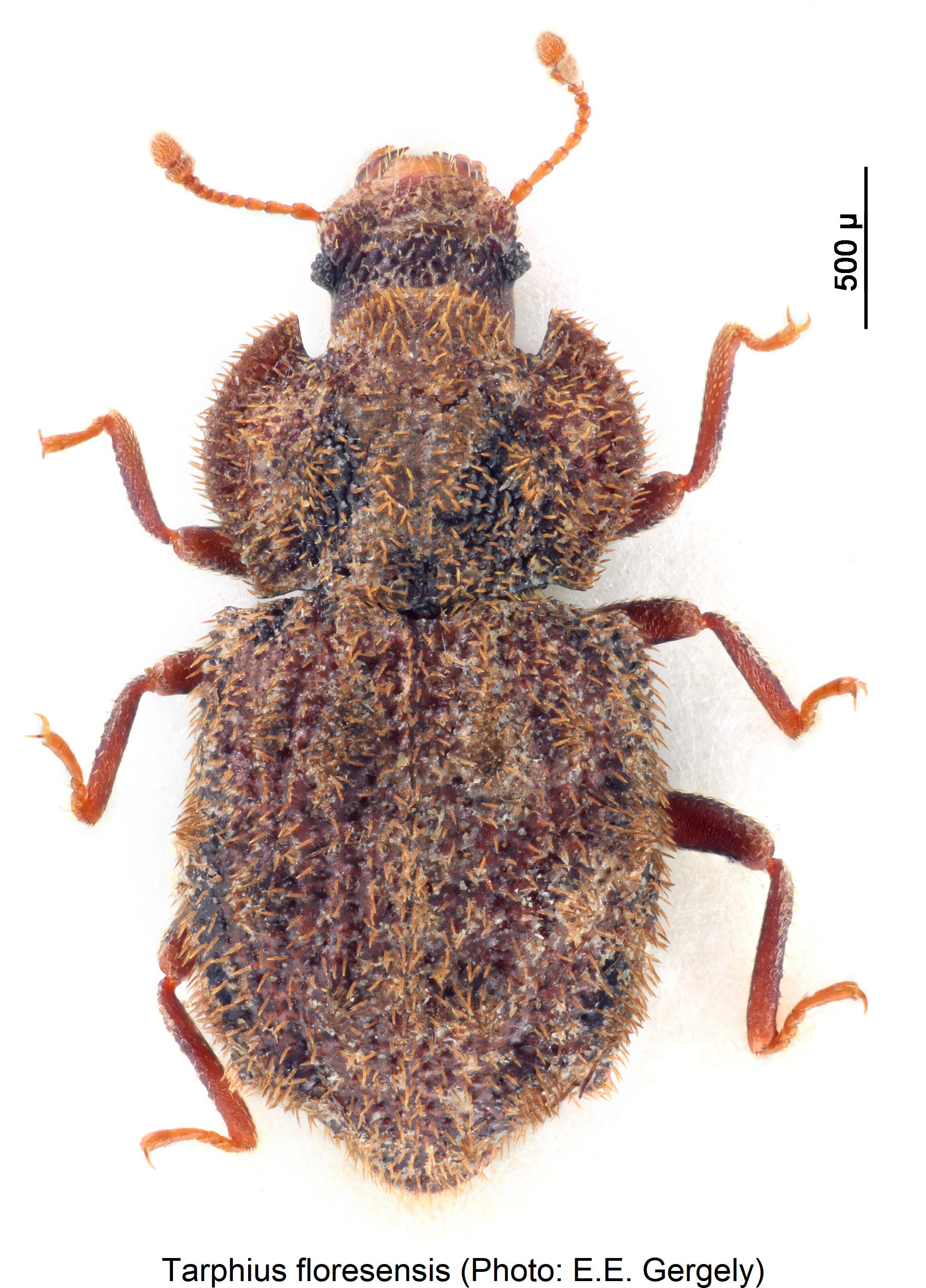 tarphius_floresensis_hab.jpg