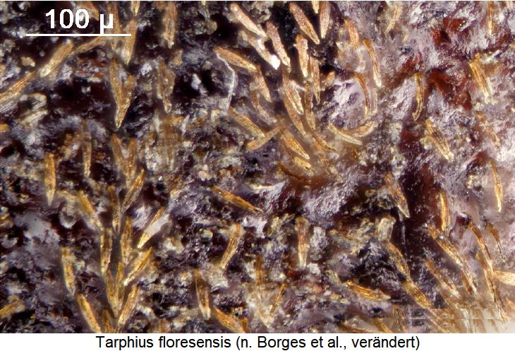 tarphius_floresensis_int.jpg
