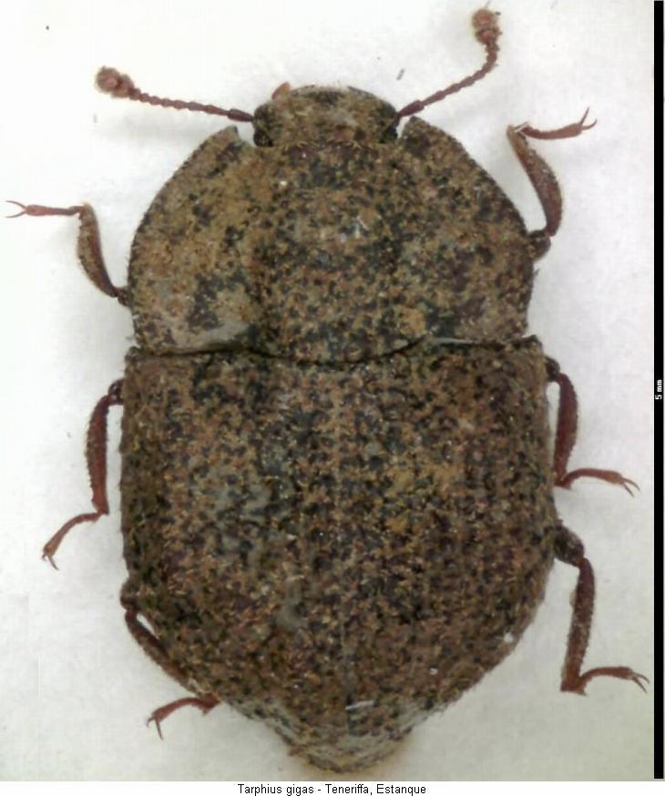 tarphius_gigas_hab.jpg