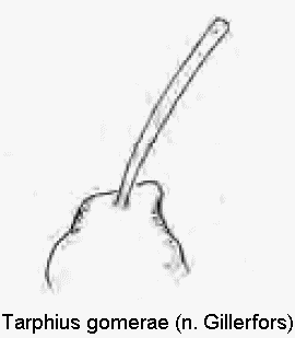tarphius_gomerae_int.gif