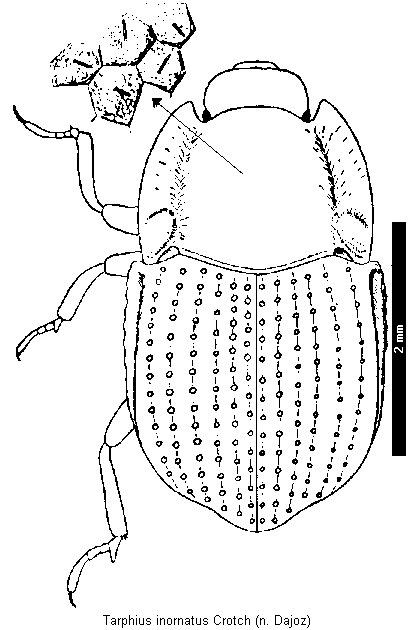 tarphius_inornatus_hab.gif