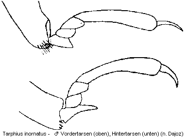 tarphius_inornatus_tr.gif