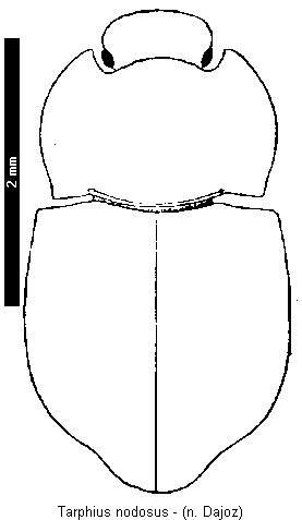 tarphius_nodosus_hab.gif