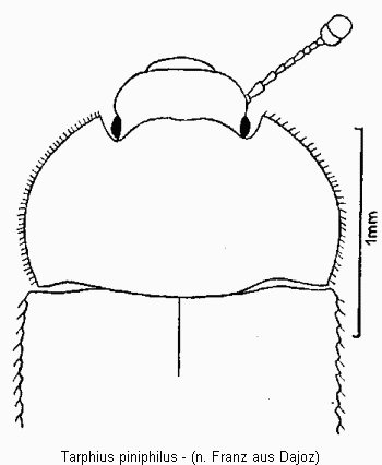 tarphius_piniphilus_vk.gif