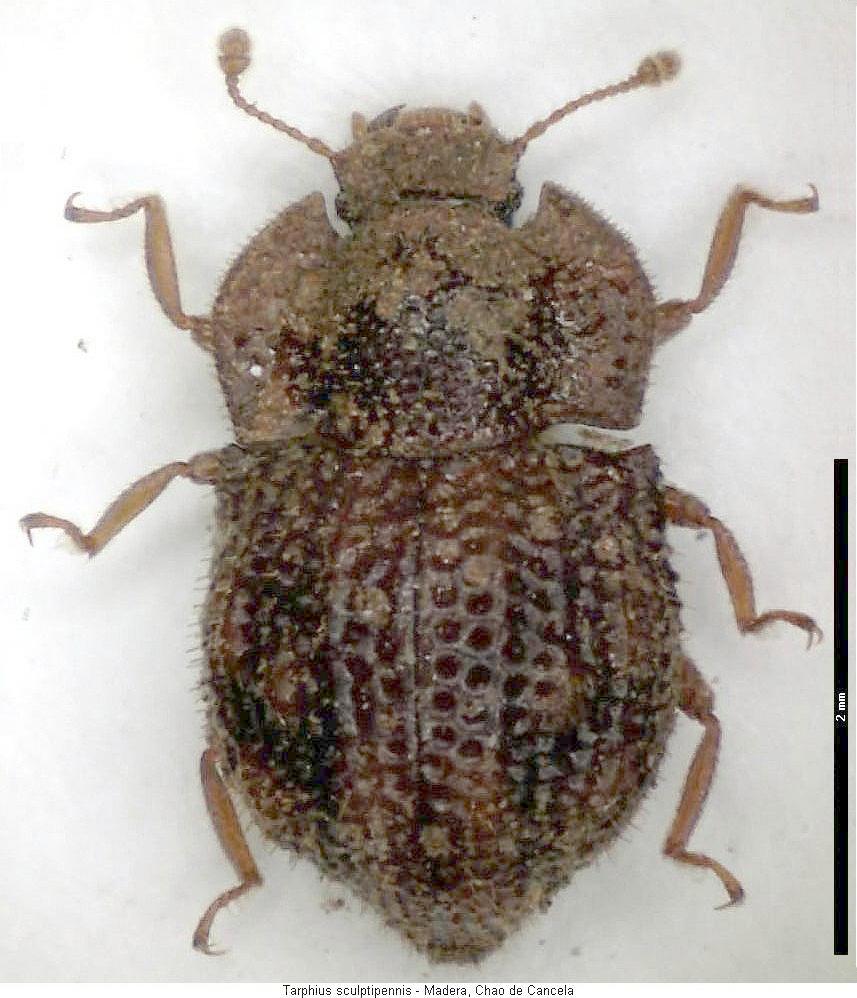 tarphius_sculptipennis_hab.jpg