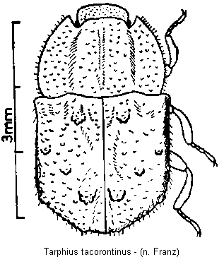 tarphius_tacorontinus_hab.gif
