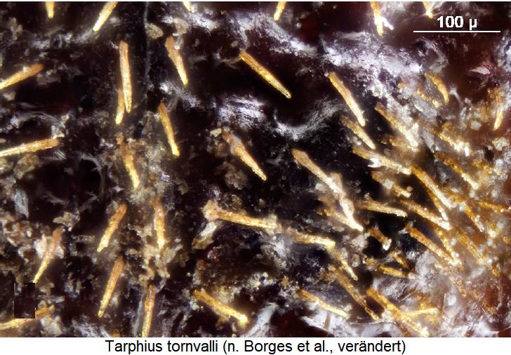 tarphius_tornvalli_int.jpg