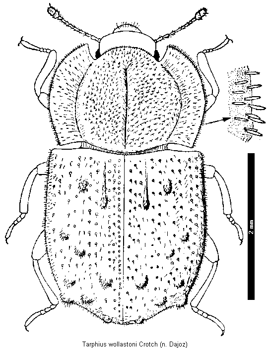 tarphius_wollastoni_hab.gif