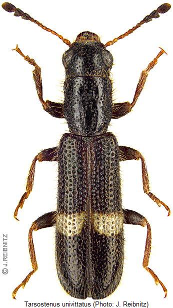 tarsostenus_univittatus_hab.jpg