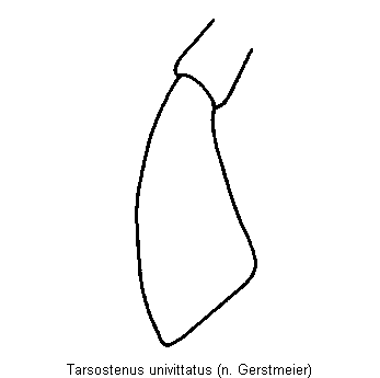 tarsostenus_univittatus_ts.gif