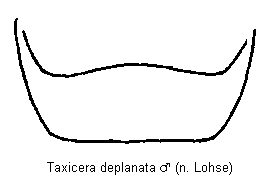 taxicera_deplanata_atergit.gif