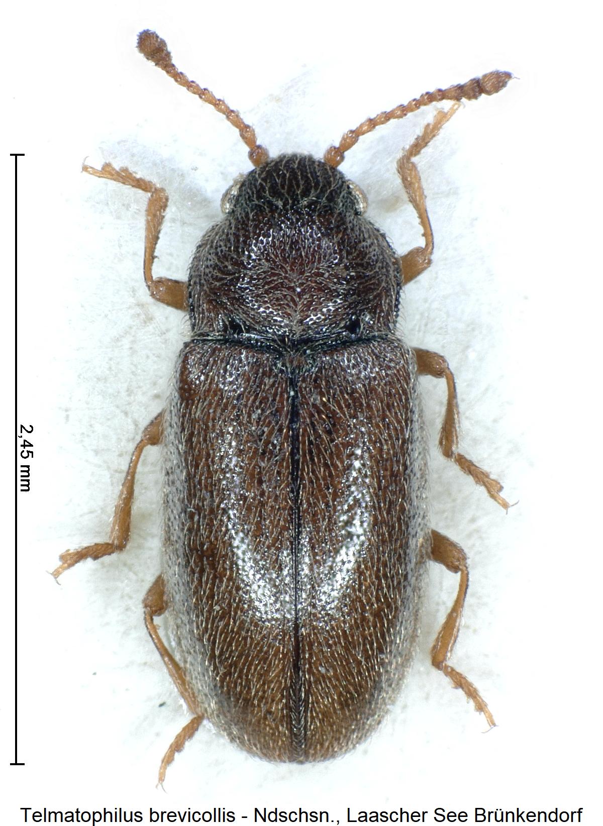 telmatophilus_brevicollis_hab1.jpg