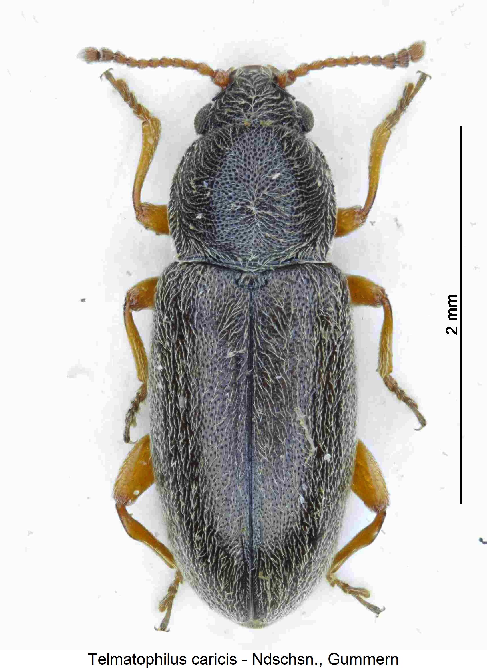 telmatophilus_caricis_hab.jpg