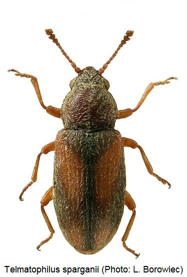 telmatophilus_sparganii_hab.jpg