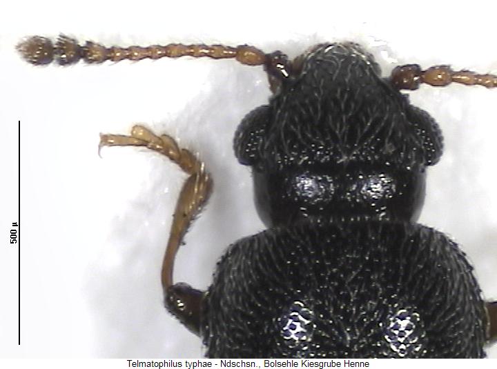 telmatophilus_typhae_vk.jpg