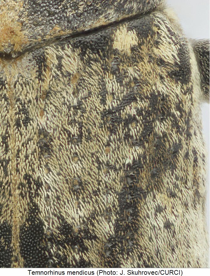 temnorhinus_mendicus_int.jpg