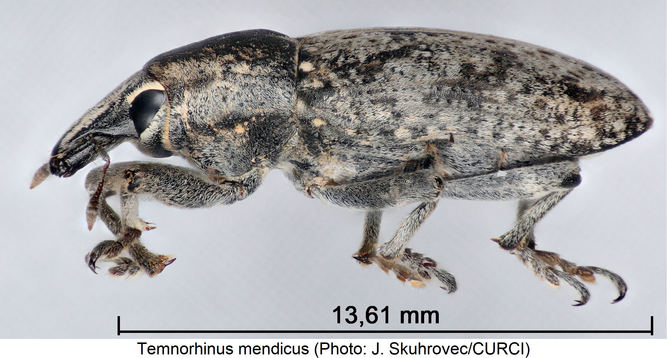 temnorhinus_mendicus_sa.jpg