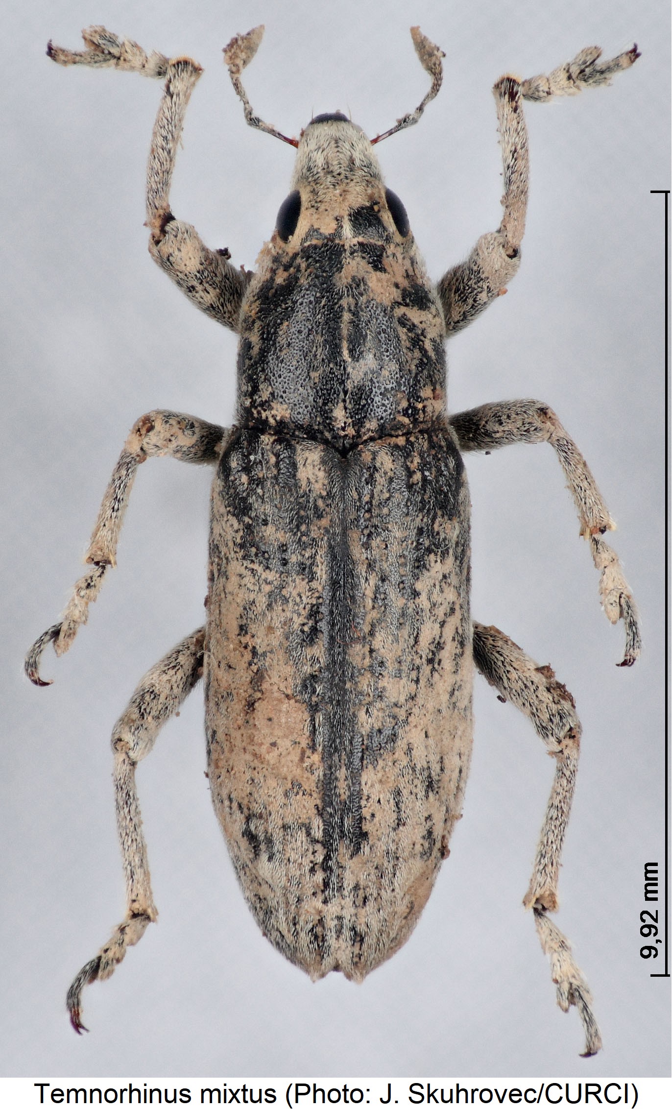 temnorhinus_mixtus_hab.jpg