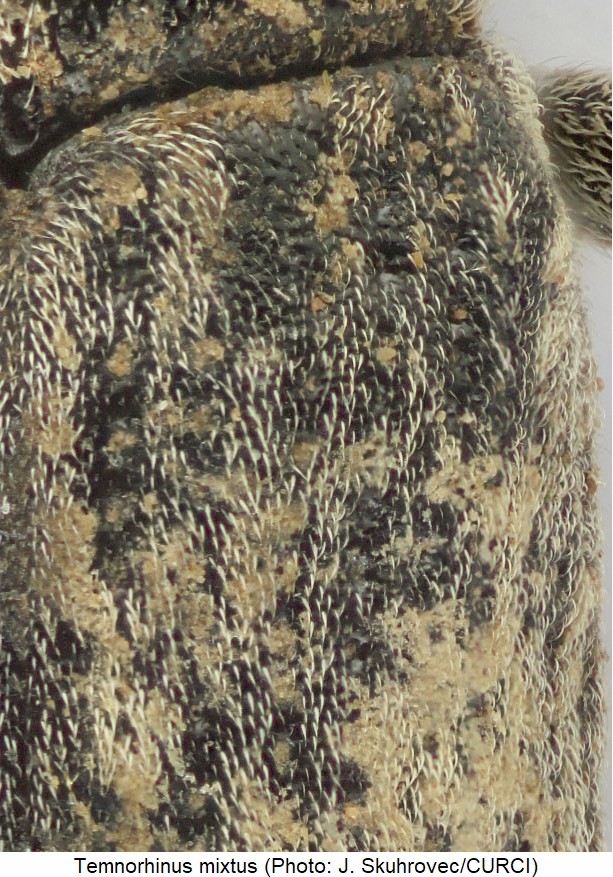 temnorhinus_mixtus_int.jpg