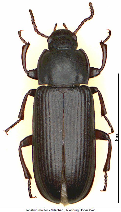 tenebrio_molitor_hab.jpg