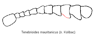 tenebrioides_mauritanicus_f.gif