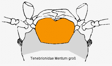 tenebrionidae_mentum_gross.gif