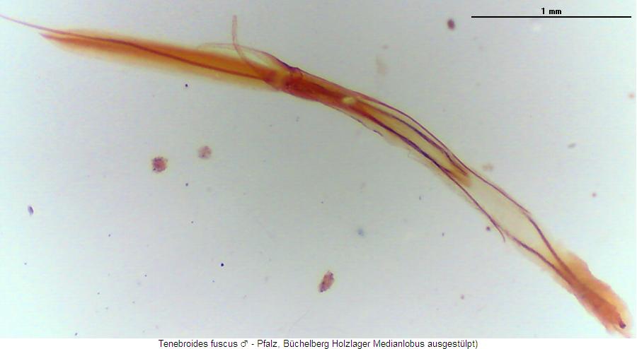 tenebroides_fuscus.jpg