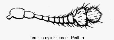 teredus_cylindricus_fhlr.gif