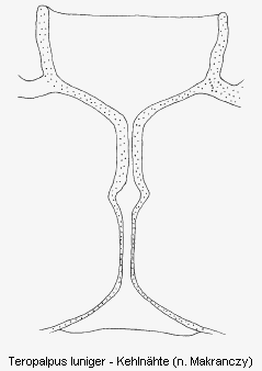 teropalpus_luniger_kehlnaht.gif