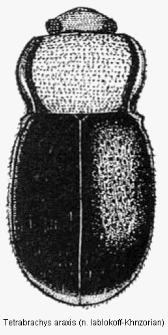 tetrabrachys_araxis_hab.gif