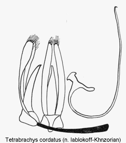 tetrabrachys_cordatus.gif